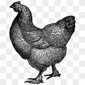 Rooster, HD Png Download - vintage lines png