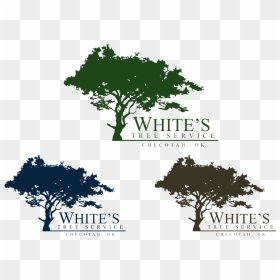 Logo For White S Tree Service Pinterest Trees Logos - Oak, HD Png Download - oak trees png