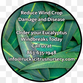 Eucalyptus - Herb, HD Png Download - eucalyptus tree png