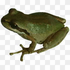 Frog Png - Pet Frog Transparent Background, Png Download - wednesday frog png