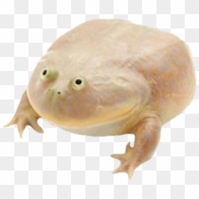 Wednesday Frog Png Transparent Background - Last Wednesday Of The