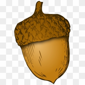 Acorn Coat Of Arms, HD Png Download - oak trees png