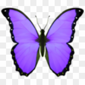Papilio, HD Png Download - purple emoji png