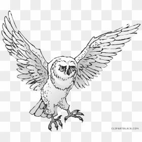 Snowy Owl Clipart Real Owl - Realistic Owl Clipart Png, Transparent Png - owl clip art png