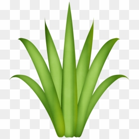 Drawing Treestree Drawingsflamingospaper Flowersgrassclip - Easy Aloe Vera Drawing, HD Png Download - grass plant png