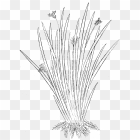 Line Art, HD Png Download - grass plant png