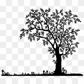 Transparent Oak Tree Clipart - Bird In A Tree Silhouette, HD Png Download - oak trees png