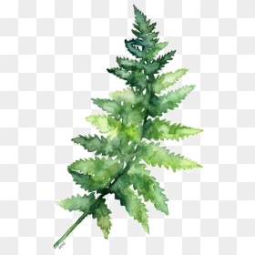 Leaves Fern Watercolor Printing Green Paper Painting - Watercolor Green Leaf Png, Transparent Png - fern leaf png