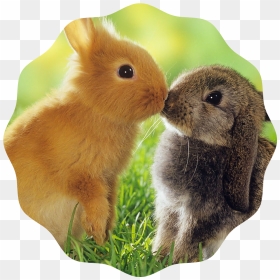 Rabbit Information , Png Download - Love Propose Animals, Transparent Png - rabbits png