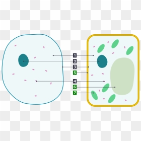 Plant Cell Clipart , Png Download - Circle, Transparent Png - plant cell png
