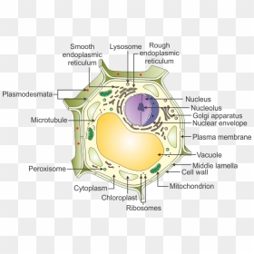 Plant Cell With Labelling, HD Png Download - plant cell png