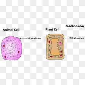 Plant And Animal Cell Only Cell Membrane - Animal Cell Membrane Only, HD Png Download - plant cell png
