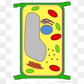 Plant Cell Clipart, HD Png Download - plant cell png