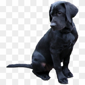 Labrador Retriever Png - Black Lab Dog Png, Transparent Png - black lab png