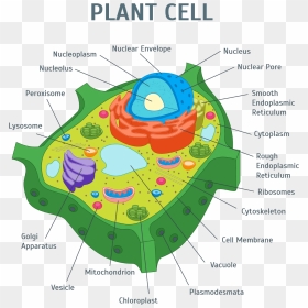 Image Of Plant Cell - Plant Cell, HD Png Download - plant cell png