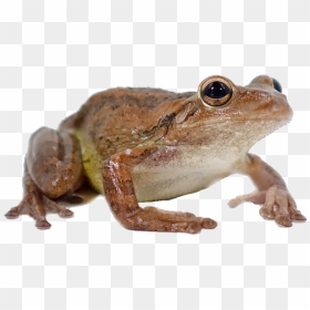 Image - Eastern Spadefoot, HD Png Download - wednesday frog png