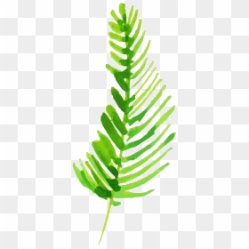 Ostrich Fern, HD Png Download - fern leaf png