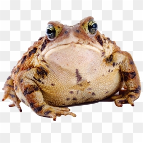 Frog Download Transparent Png Image - Ugliest Toad, Png Download - wednesday frog png