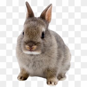 Rabbit Png Free Download - Netherland Dwarf Rabbits, Transparent Png - rabbits png