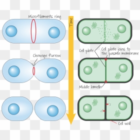 Cytokinesis Drawing Plant Cell - Animal Cytokinesis, HD Png Download - plant cell png