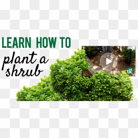 How To Plant A Shrub - Plane, HD Png Download - shrub silhouette png