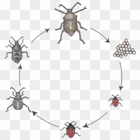 Beetle Transparent Smelly - Metamorphosis Of A Stink Bug, HD Png Download - stink png