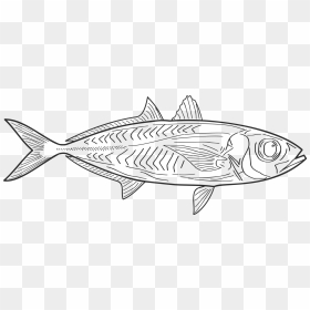 Fish Line Art Clip Arts - Vis Tekening, HD Png Download - fish clip art png