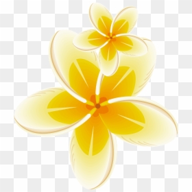Yellow Frame Bloom Flower Border Flowers White Bouquet - Frangipani, HD Png Download - yellow frame png