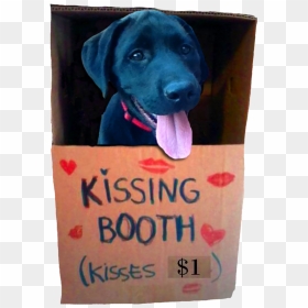 Cat In Kissing Booth, HD Png Download - black lab png