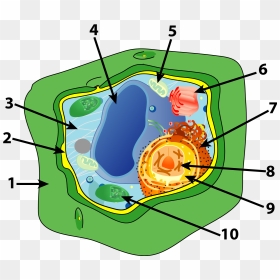 Cell Quiz Essay Help - 10 Parts Of Plant Cell, HD Png Download - plant cell png