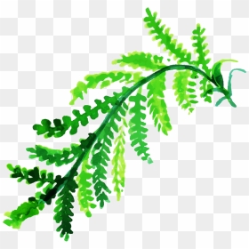 Clip Art, HD Png Download - fern leaf png