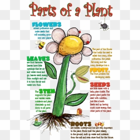Uses Of Parts Of Plants, HD Png Download - plant cell png