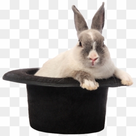 Rabbit Hat Png Image - Rabbit Out Of A Hat Png, Transparent Png - rabbits png