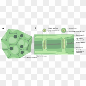 Plasmodesmata Diagram - Cell Wall Plant, HD Png Download - plant cell png