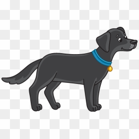 Black Lab Clipart - Labrador Retriever, HD Png Download - black lab png