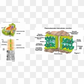 Picture - Plant Cell Membrane And Wall, HD Png Download - plant cell png