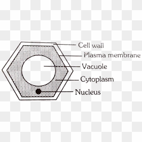 Circle, HD Png Download - plant cell png