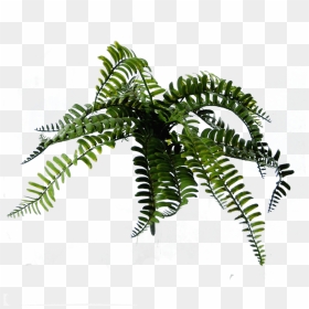 Fern, HD Png Download - fern leaf png