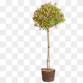 Red Robin - Bonsai, HD Png Download - red robin logo png