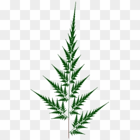 Fern2b - Spruce, HD Png Download - fern leaf png