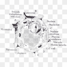 Plant Cell Png, Transparent Png - plant cell png