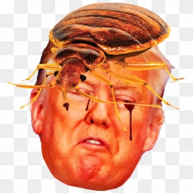 Donald Trump Cartoon Faces, HD Png Download - donald trump toupee png