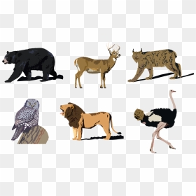 Deciduous Forest Animals Png - Cartoon, Transparent Png - forest animals png