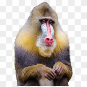 Monkey Png, Transparent Png - money face emoji png
