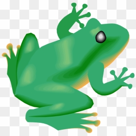 Frog Clipart Diving - Rainforest Frog Clipart, HD Png Download - forest animals png