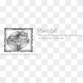 Calligraphy, HD Png Download - plant cell png