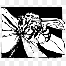 Bee In A Flower Clipart Black And White, HD Png Download - white petals png