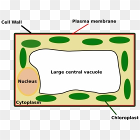 Plant Cell Looks Like , Png Download - Plant Cell Look Like, Transparent Png - plant cell png