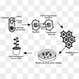 Gene Transfer In Plants, HD Png Download - plant cell png