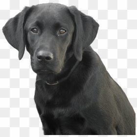 Labrador Dog , Png Download - Labrador Ears Shapes, Transparent Png - black lab png